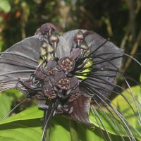 Tacca chantrieri André